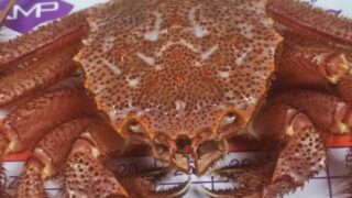 松茸・カワハギ・カニ入荷しています！